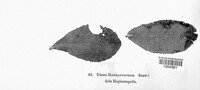 Uredo elephantopodis image